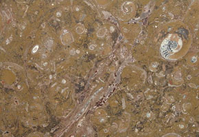 marmo Marrone Fossile